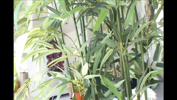 Blake Rose Queen Pussy Devotion Hardcore Blowjob Session - porntry.com - Britain on systemporn.com